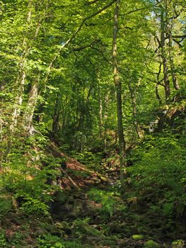 vibrant green spring woodland in a steep hillside valley with tall beech trees in nutclough woods near hebden bridge