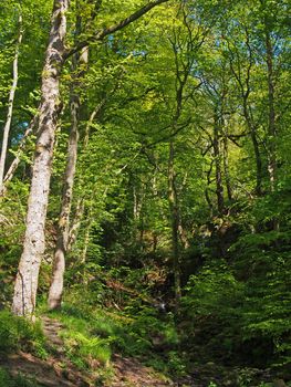 vibrant green spring woodland in a steep hillside valley with tall beech trees in nutclough woods near hebden bridge