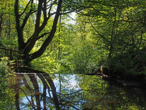 forest trees reflected in a calm river with dense tangled vibrant sunlit green summer foliage in calderdale west yorkshire