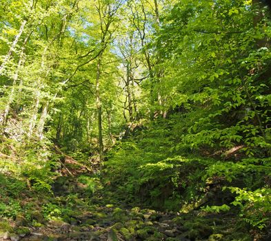 vibrant green spring woodland in a steep hillside valley with tall beech trees in nutclough woods near hebden bridge