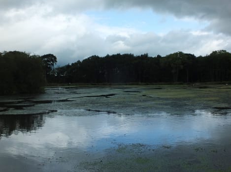 trees reflected in a lake with pond lilies and surrounding grass meadow know as pauls pond in Breary marsh in Leeds