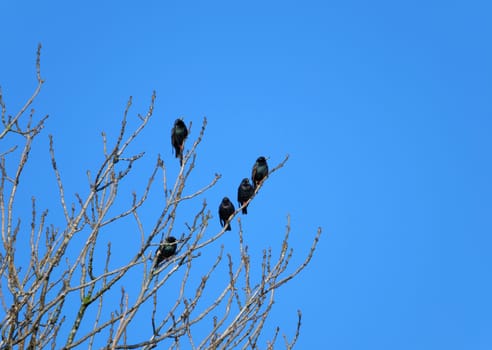 a group of common starlings perched on the branches of a winter tree against a blue sunlit sky