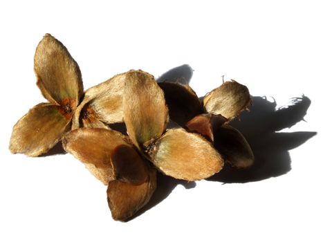 open beech husks with nuts inside on a white background with shadow