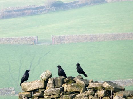 three crows perched on an old stone wall in a field with green hillside meadows and gates in the distance