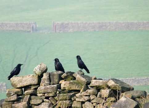 three crows perched on an old stone wall in a field with green hillside meadows and gates in the distance