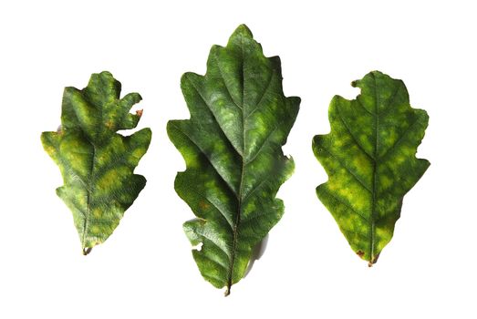 three green oak leaves beginning to turn yellow in september on a white background