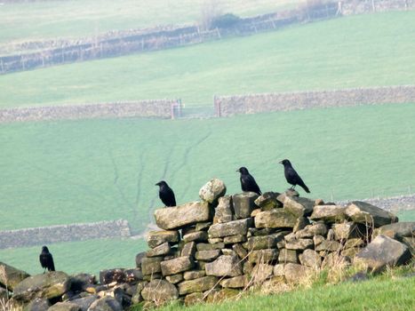 four crows perched on an old stone wall in a field with green hillside meadows and gates in the distance