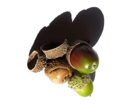 a group of acorns with green and red colours on a white background with shadow