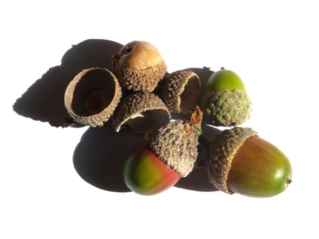 a group of acorns with green and red colours on a white background with shadow