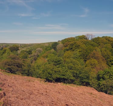 a view of green spring forest canopy in hardcastle crags west yorkshire from above with sunlit blue sky