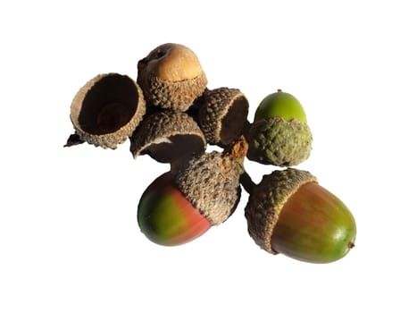 a group of acorns with green and red colors on a white background
