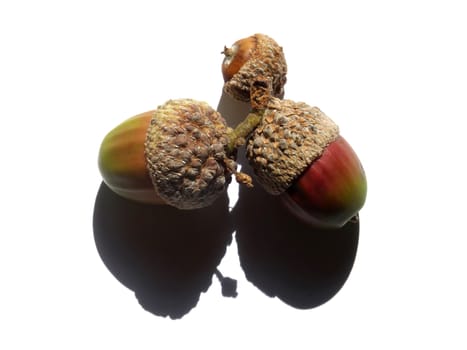 a group of three acorns with green and red colours on a white background with shadow