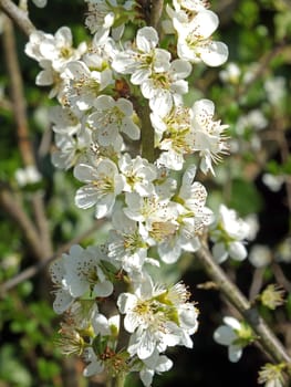 wild apple blossom against a green spring background