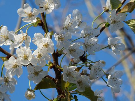 a close up of bright white spring apple blossom flowers and spring leaves against a sunlit blue sky