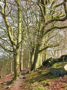 a rocky hillside path on hillside woodland with early spring trees in crow nest woods in west yorkshire