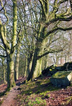 a rocky hillside path on hillside woodland with early spring trees in crow nest woods in west yorkshire