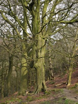 a rocky hillside path on hillside woodland with tall early spring beech trees in crow nest woods in west yorkshire