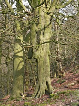 rocky hillside woodland with tall early spring beech trees in crow nest woods in west yorkshire