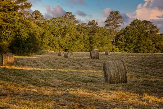 Rolls of Hay in a Freshly Harvested Field in Late Afternoon Warm LIght