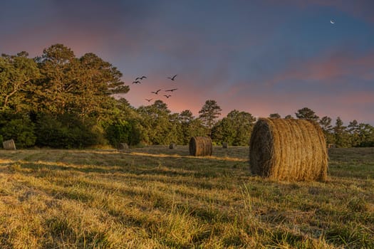 Rolls of Hay in a Freshly Harvested Field in Late Afternoon Warm LIght