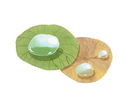 Water droplets on the fresh lotus leaf and old water lily leaf. Watercolor hand drawn painting illustration isolated on white background. Design kit.
