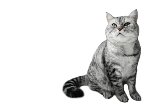 Cute cat with copy space on isolated white