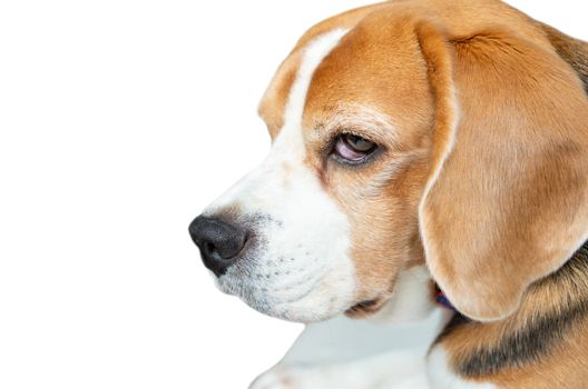 Close up face of Beagle dog face on isolated white background