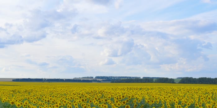 sunflowers field under blue sky with clouds