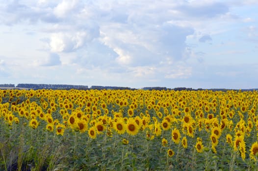 sunflowers field under blue sky with clouds