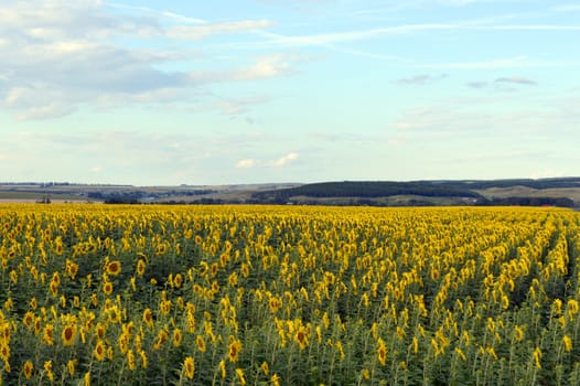 sunflowers field under blue sky with clouds