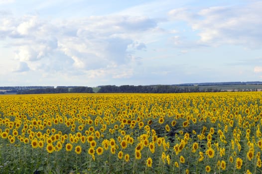 sunflowers field under blue sky with clouds