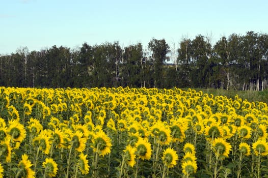 sunflowers field under blue sky with clouds