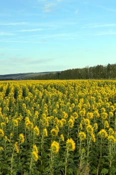 sunflowers field under blue sky with clouds