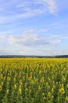 sunflowers field under blue sky with clouds