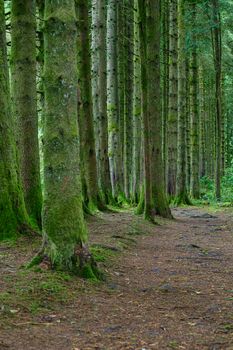 Row of trees covered with moss in the Brecon Beacons National Park