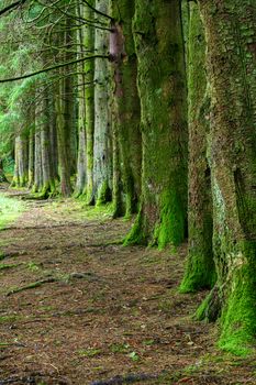 Row of trees covered with moss in the Brecon Beacons National Park