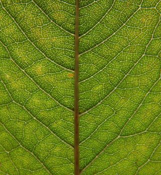 full frame close up of an green early autumn leaf showing veins and cells