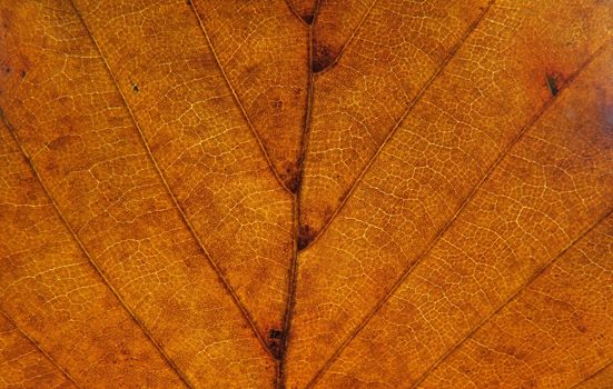full frame close up of an orange brown autumn leaf showing veins and cells