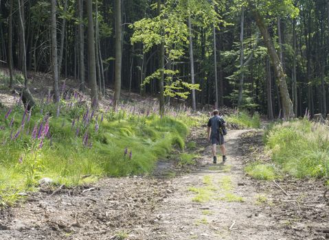 young man hiker with backpack and hat walking on winding forest track road in lusitian mountains hills. Green spruce trees forest and blooming foxglove flowers