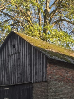Old country brick and wooden barn with moss covered roof and big maple tree in golden sunlight.