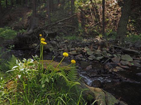 dandelions and fern with the forest rocky steam