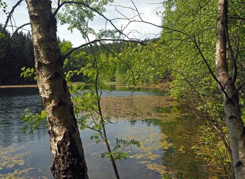forest lake with birches and leaves