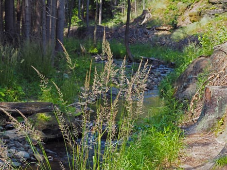 forest stream in golden light wit big blooming blade of grass and stones and stump