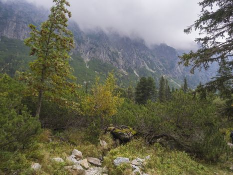 Landscape with autumn colored rowan tree and moody sky at mountain valley Velka Studena Dolina in Slovakia High Tatra mountains. Beautiful autumn panorama.