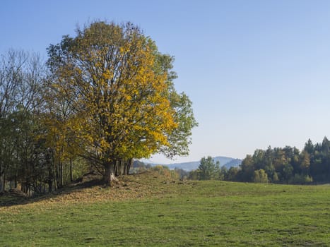 green meadow with autumn colorful forest and yellow linden tree and hills, landscape in luzicke lusitian hory mountain, blue sky background.