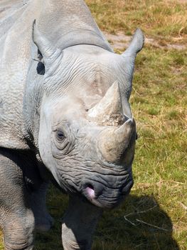 a close up of the face of a baby black rhinoceros with eye and horn