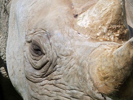 a full frame close up of the face of a baby black rhinoceros with eye and horn