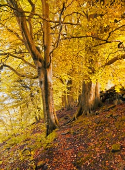 tall forest trees on a hillside with sunlight shining though golden orange autumn leaves