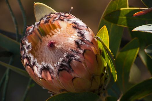 The Protea flower is not a flower, but a flower head or inflorescence, made up of many individual flowers grouped together on a rounded base or receptacle. What looks like the 'petals' of the protea 'flower' are modified leaves known as floral or involucral bracts.