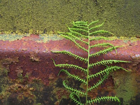 a close up of an old rusty steel surface covered in green moss and algae with a fern growing against if